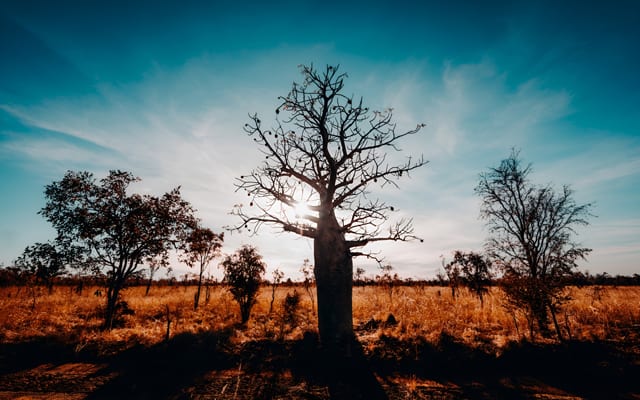 Boab Tree in Kimberley