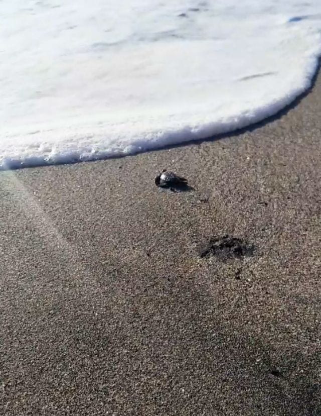 Turtle hatchling in Zambales
