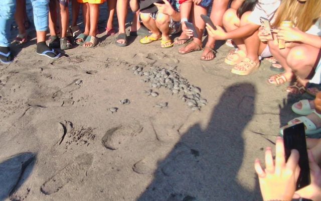 Release of hatchlings