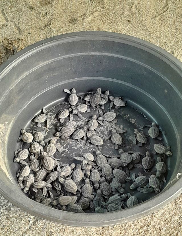 PawiCare sea turtle hatchlings release