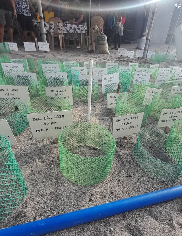 PawiCare Hatchery for sea turtle eggs