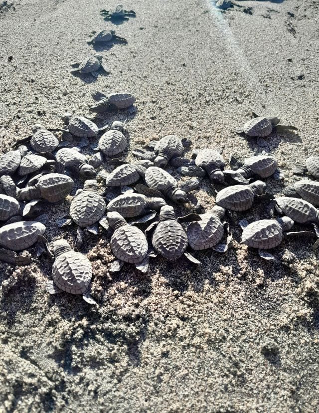 PawiCare sea turtle hatchlings released