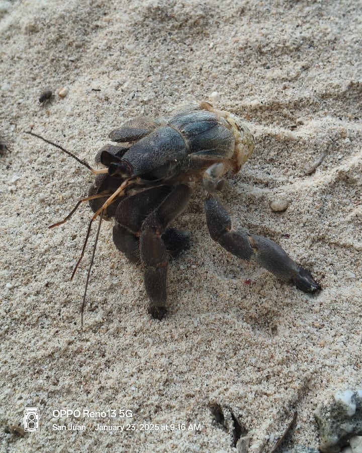 oppo, siquijor crab