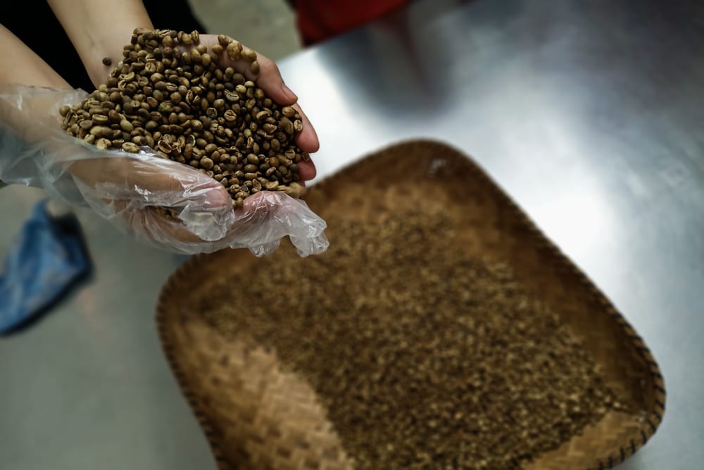 Fresh coffee beans ready to be grinded and roasted