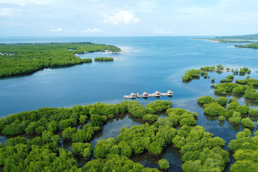 Marang-Marang Mangrove Forest