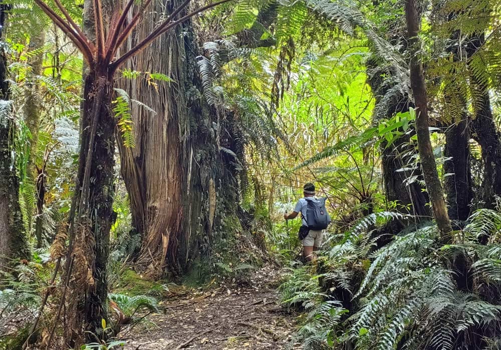 Mt. Apo Forests