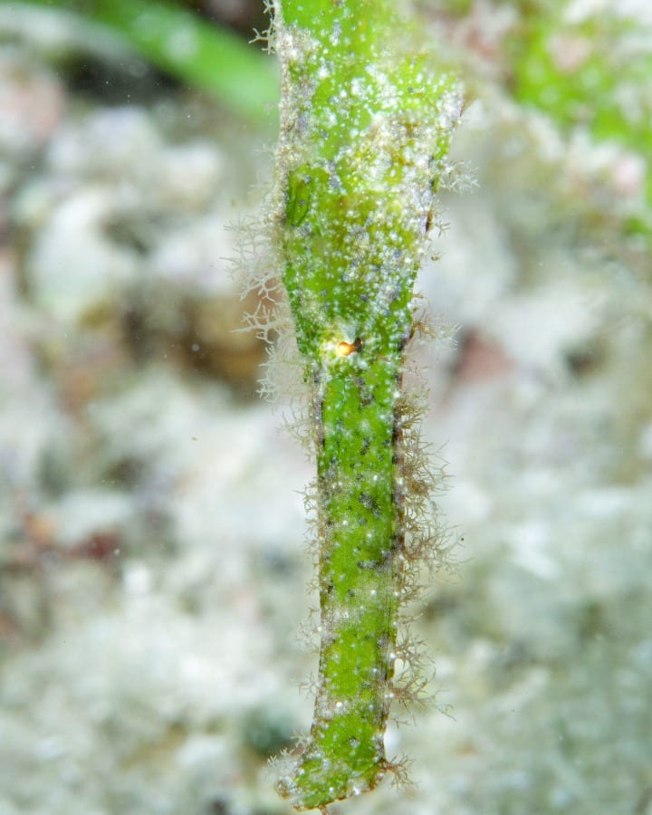 halimeda ghost pipefish