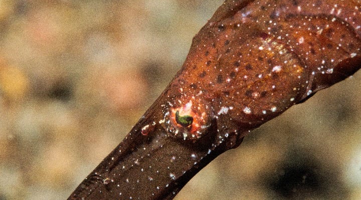 solenostomus-cyanopterus