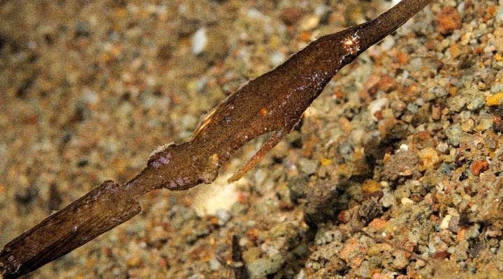 solenostomus-cyanopterus