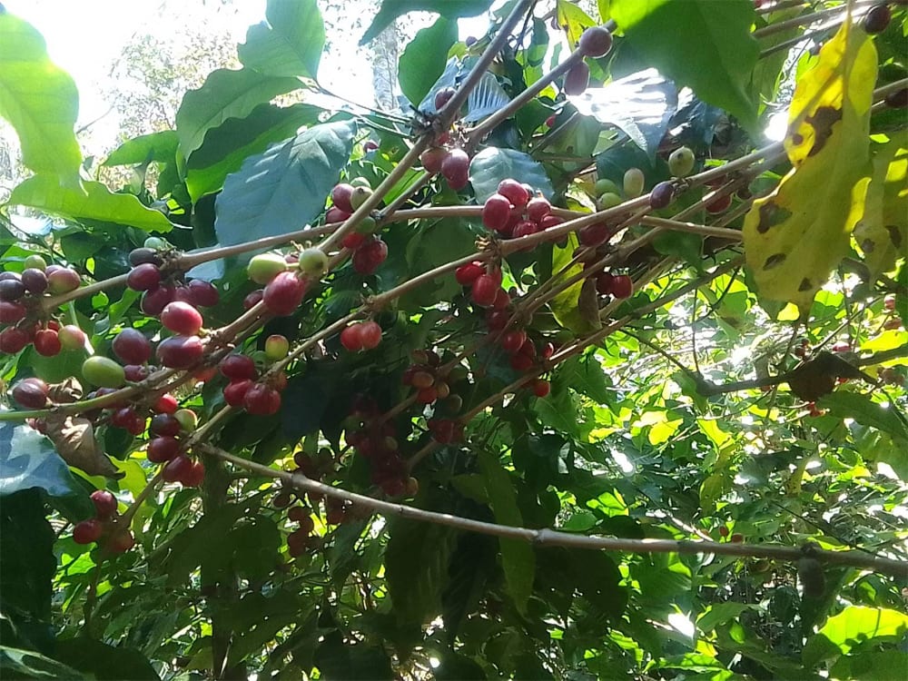Coffee Picking