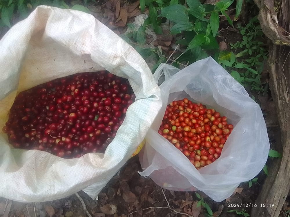 Red and orange bourbon coffee beans