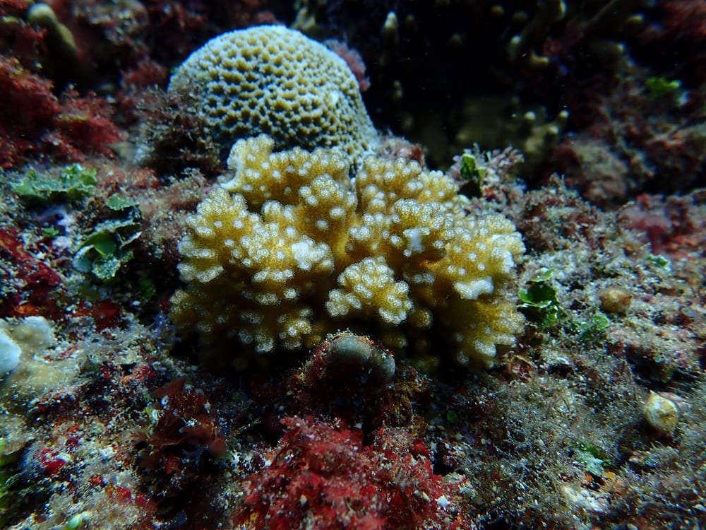 Pocillopora is one of the Pocilloporid corals targeted for larvae cryopreservation.