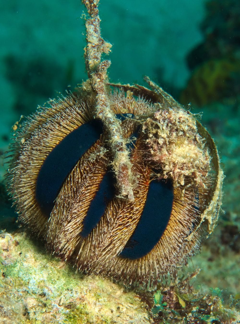 helmet snail