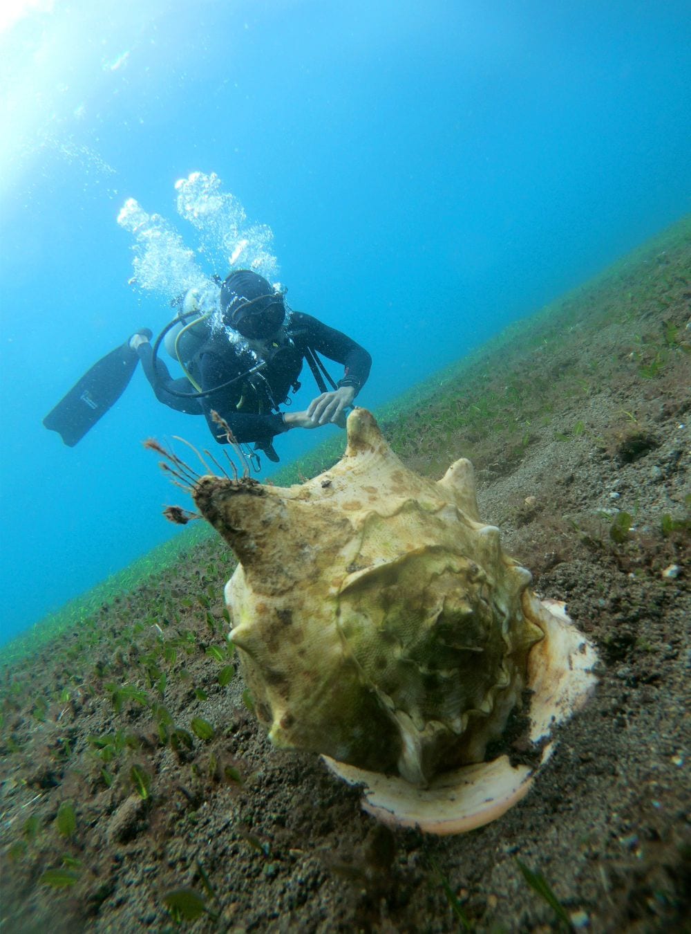 helmet snail with diver
