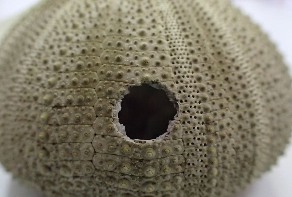 hole in sea urchin