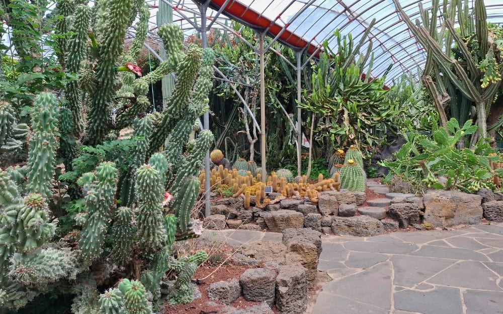 Ichulland Cactus