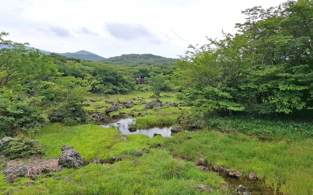 1100 Wetland