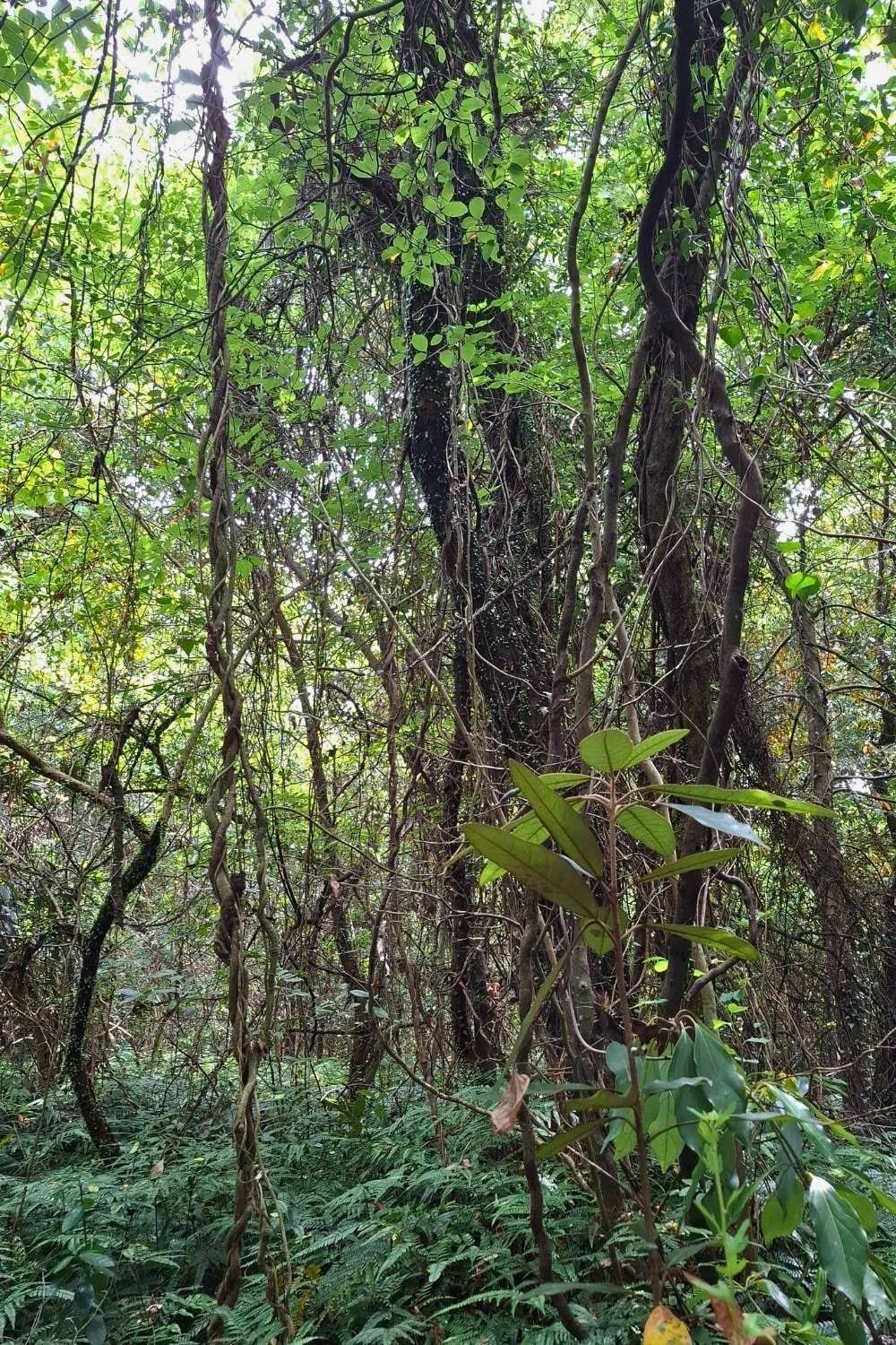 Hwangsang Forest