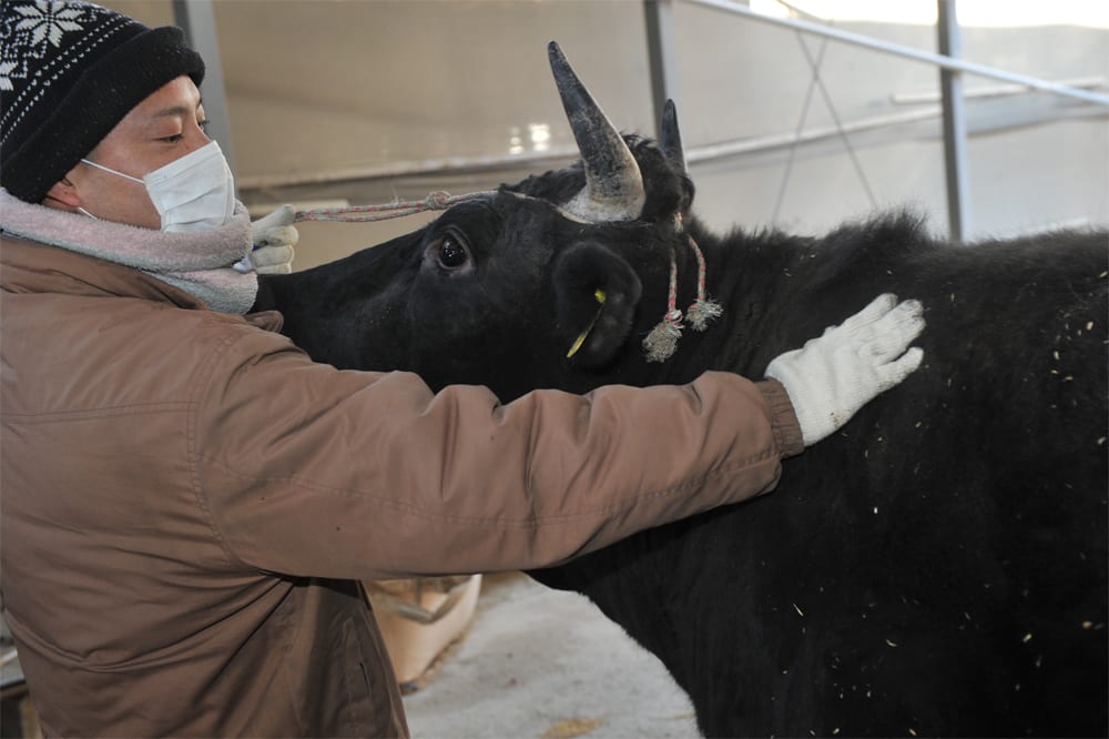 Ito Ranch cattle
