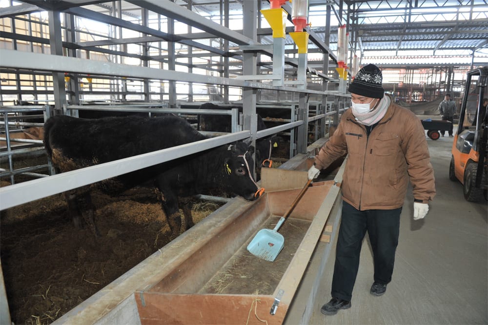 Ito Ranch cattle