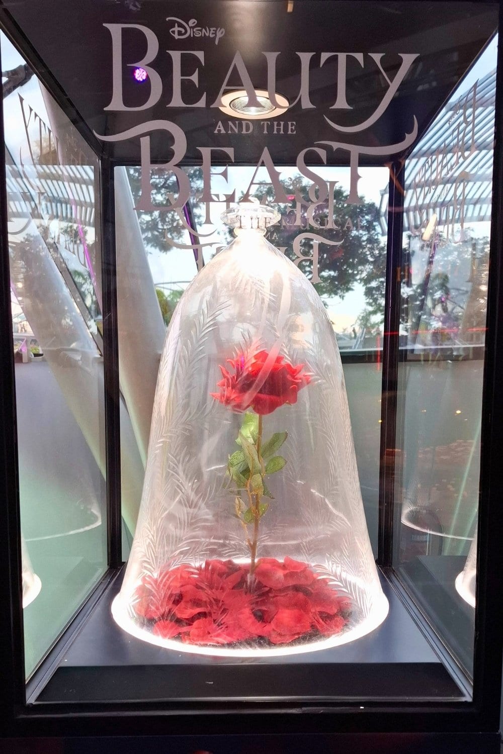 Beauty and the Beast rose